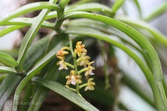 Cleisostoma tenuifolium